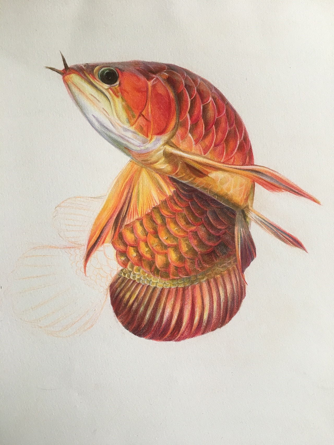 龙鱼第二回（图ZMTAzODAyMTI0） - 创作习作 - 站酷设计师_lelia原创素材 - 站酷ZCOOL