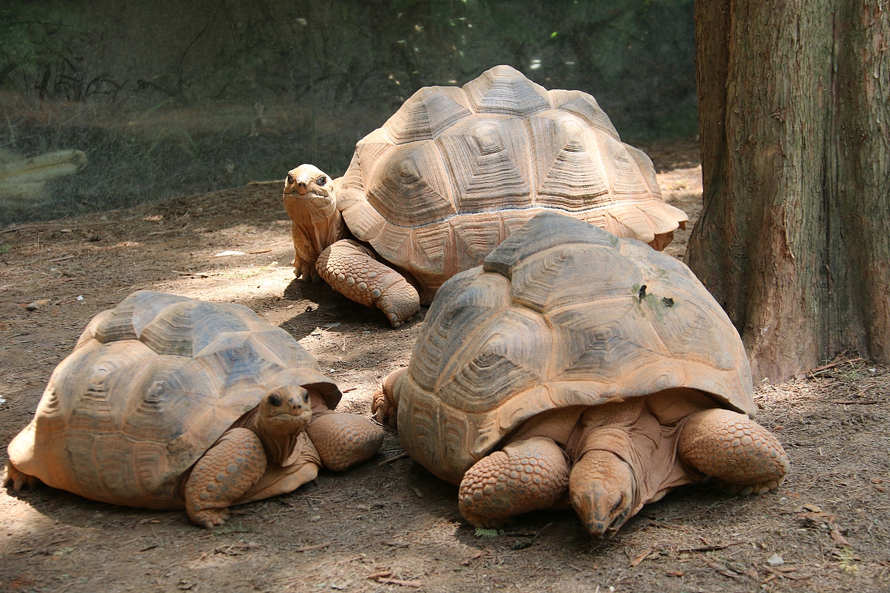 Shanghai Zoo（图ZMTgyMjUzNzg0） - 其他摄影 - 站酷设计师三三三三三水原创素材 - 站酷ZCOOL
