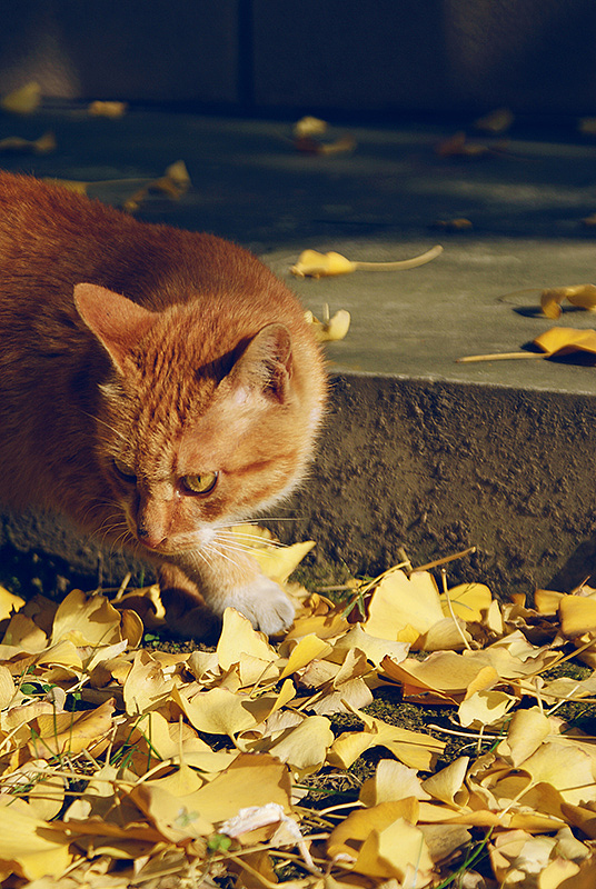 好多喵（图ZMjMzMjQ5NDg=） - 宠物摄影 - 站酷设计师anthonyqg原创素材 - 站酷ZCOOL