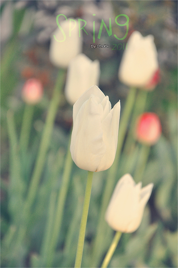 春天的随便乱照（图ZMjk5MjYxMg==） - 风光摄影 - 站酷设计师chobi原创素材 - 站酷ZCOOL