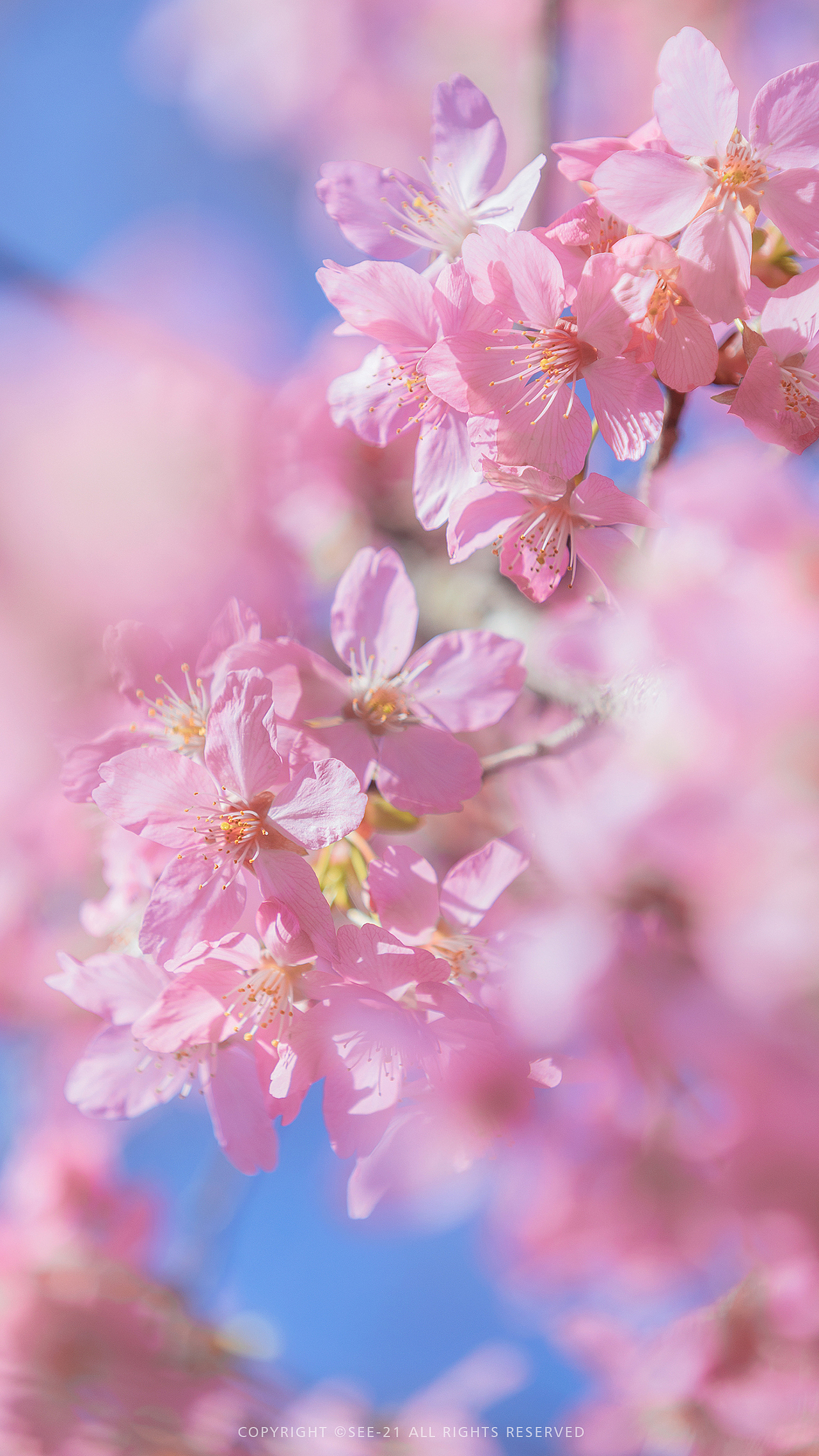 SAKURA 🌸 桜花（图ZMjQ2MDU4Mjky） - 风光摄影 - 站酷设计师See21原创素材 - 站酷ZCOOL