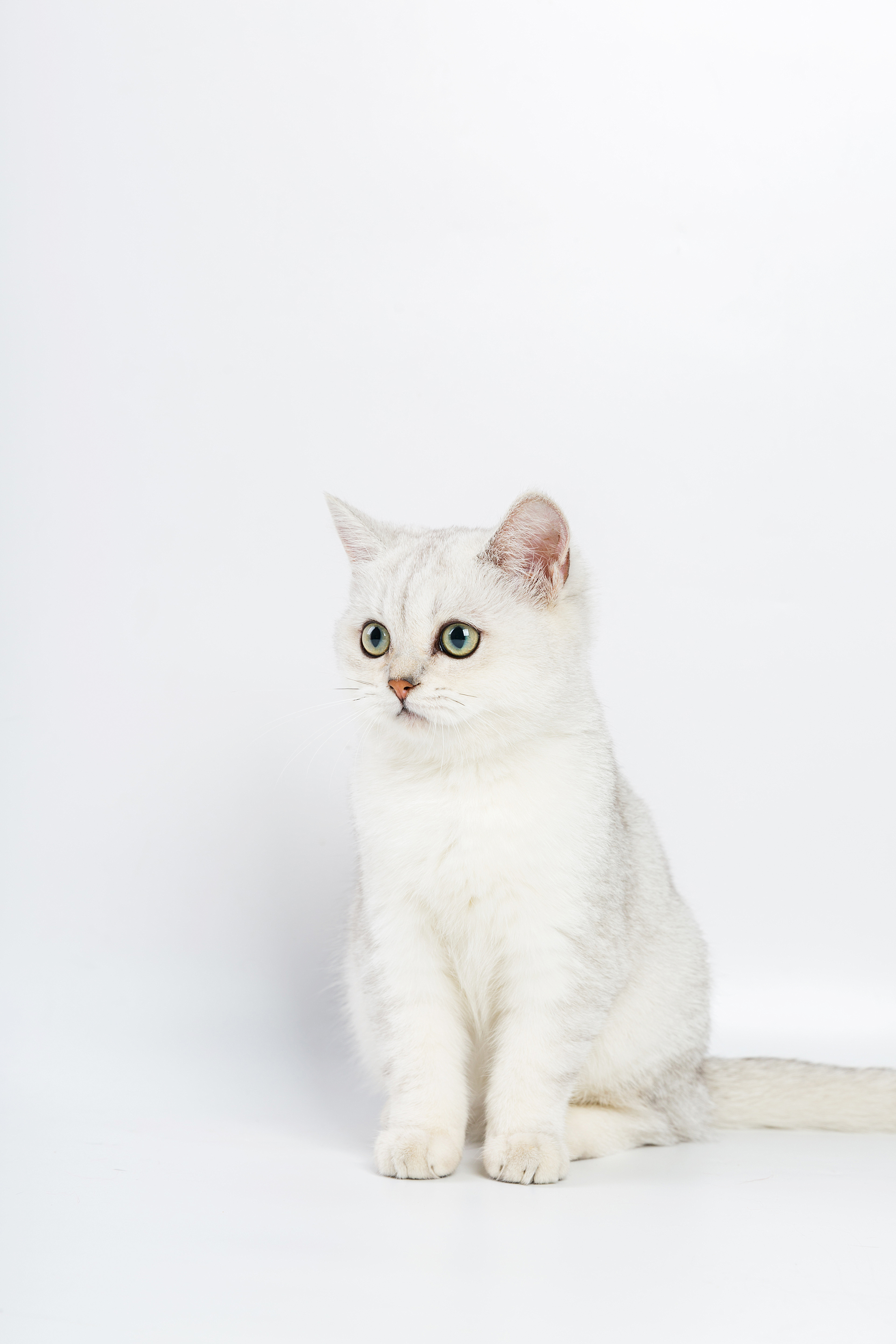 白色的小猫咪壁纸图片-壁纸图片大全
