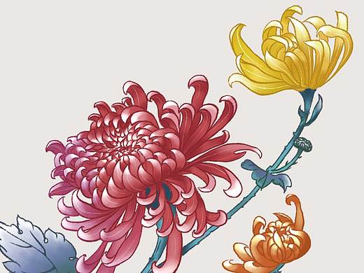 国潮插画-菊花临摹