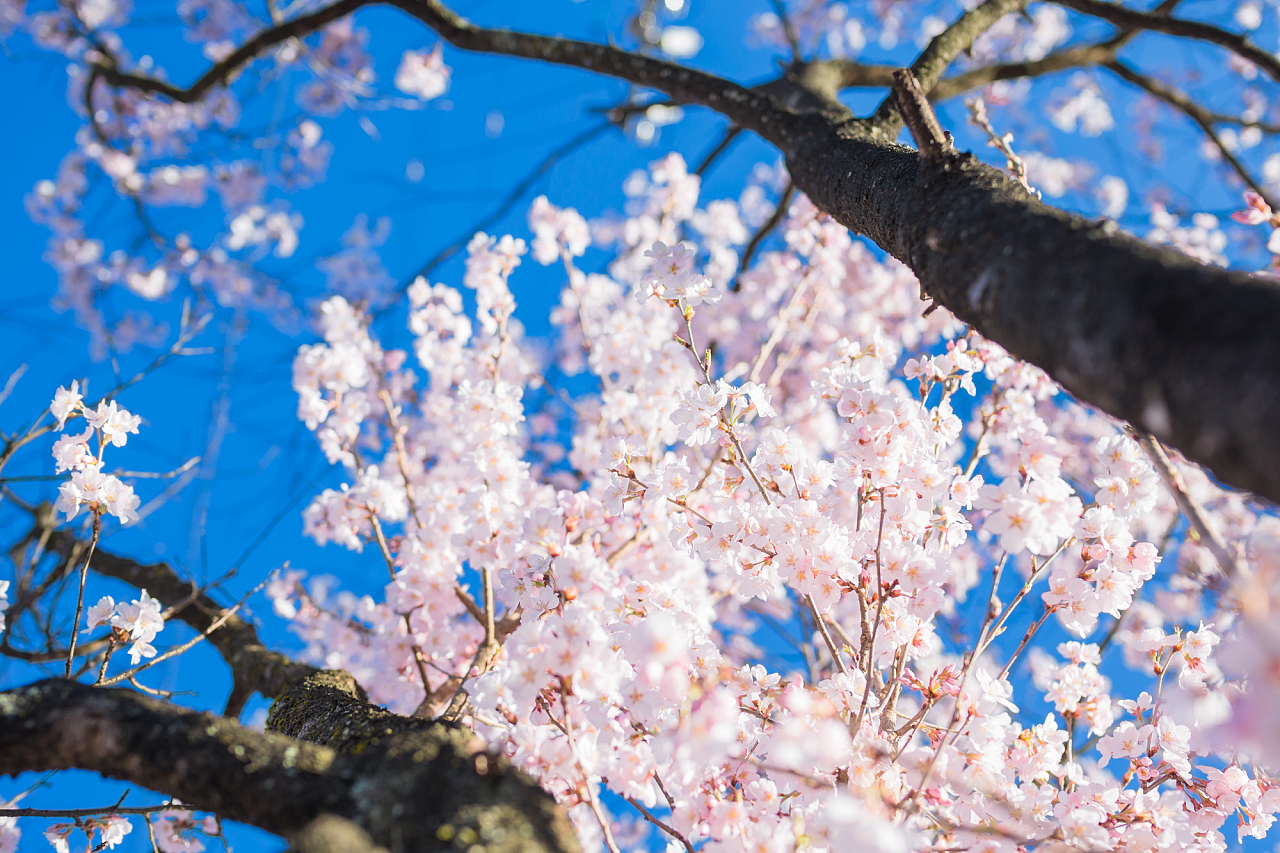 满开的樱花映衬于蓝天之下，甚是漂亮