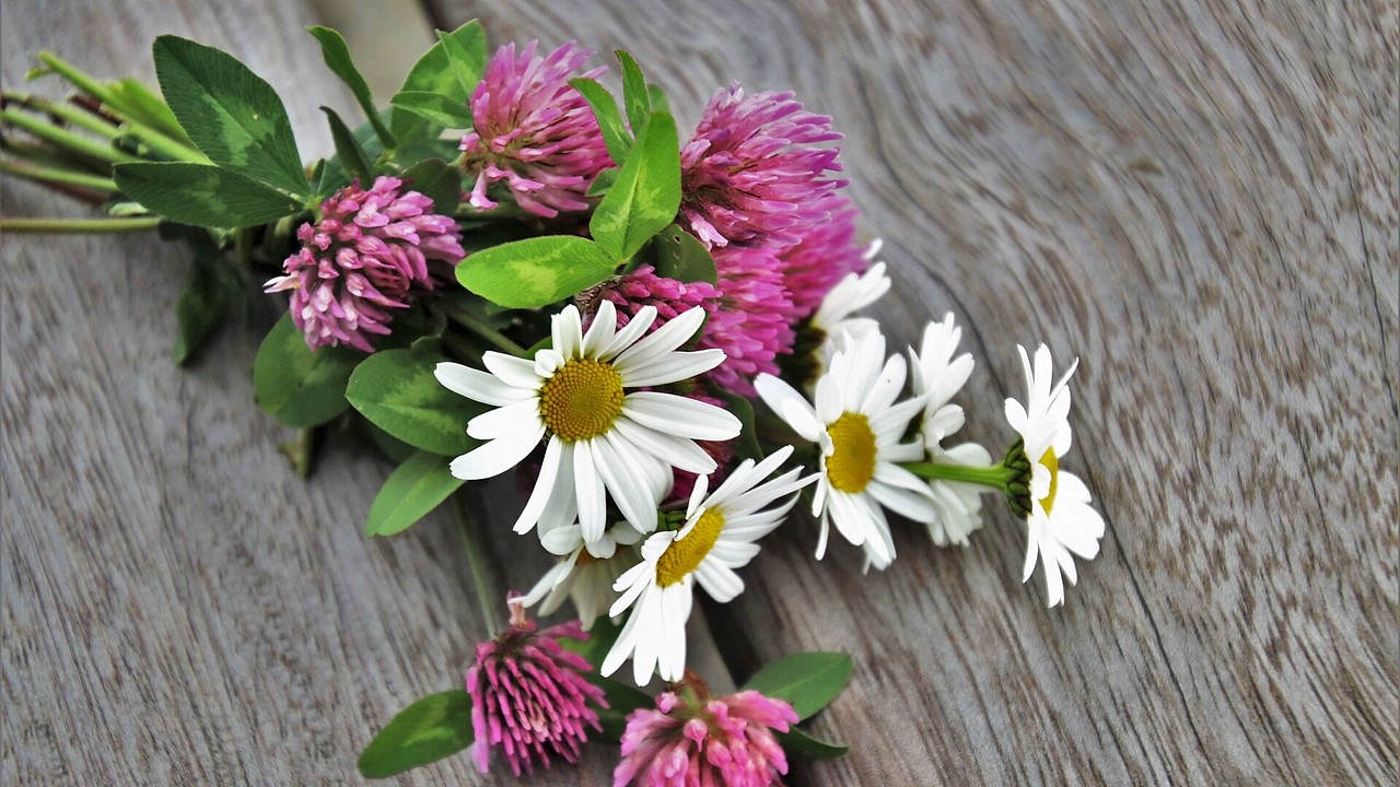 唯美雏菊高清动态壁纸