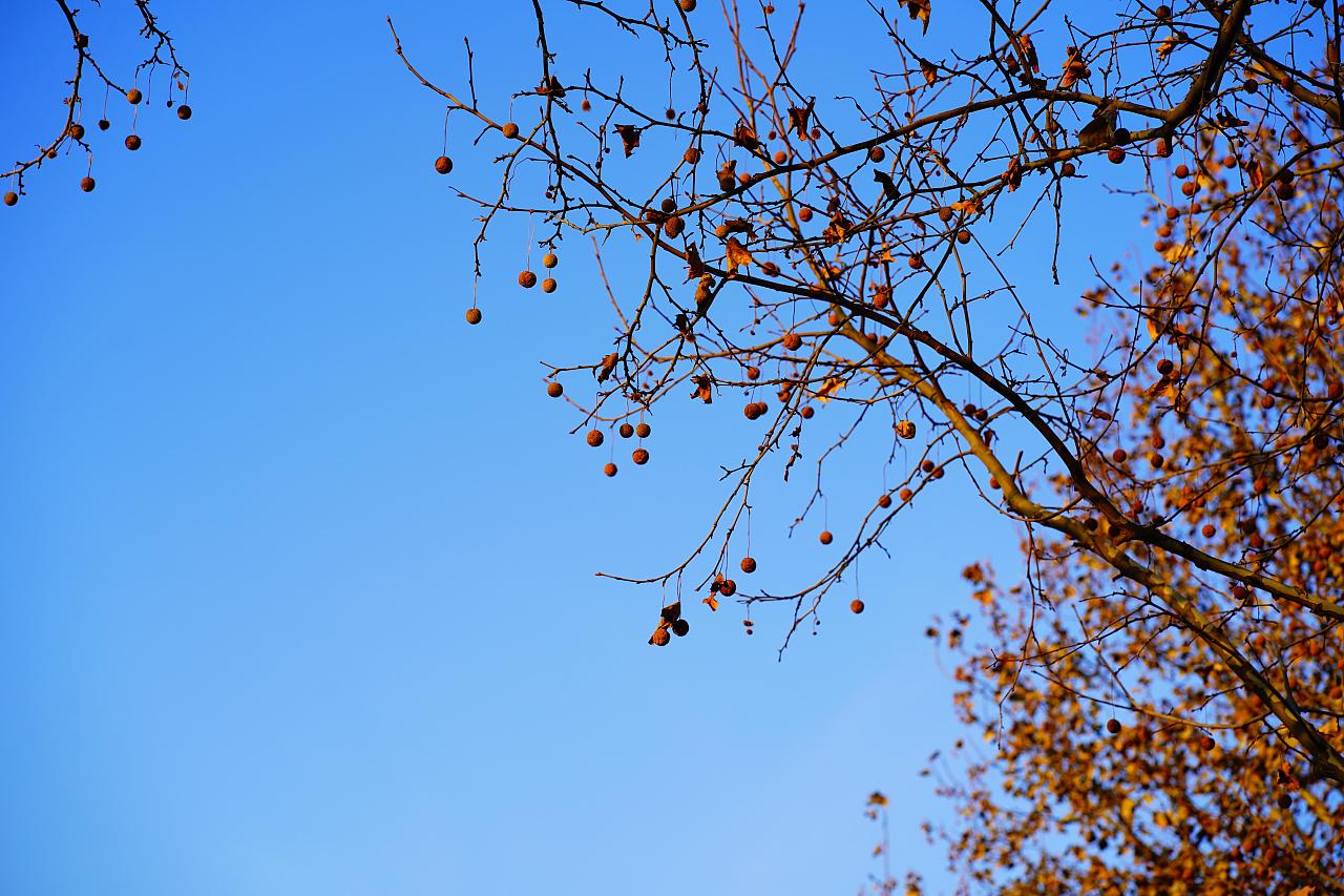 路边梧桐树|摄影|风光摄影|殢无殇 - 原创作品 - 站酷 (zcool)