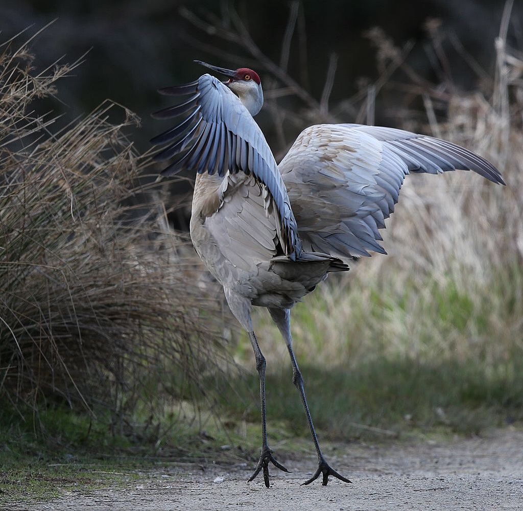鹤氅如烟羽扇风赋情芳草绿阴中
