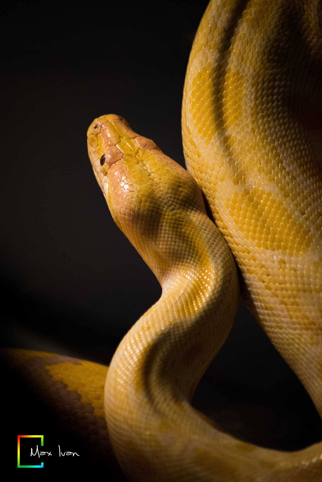 動(dòng)物攝影 （動(dòng)物園一日游）（圖ZNjkwNDM1ODQ=） - 寵物攝影 - 站酷設(shè)計(jì)師Max_ivan原創(chuàng)素材 - 站酷ZCOOL