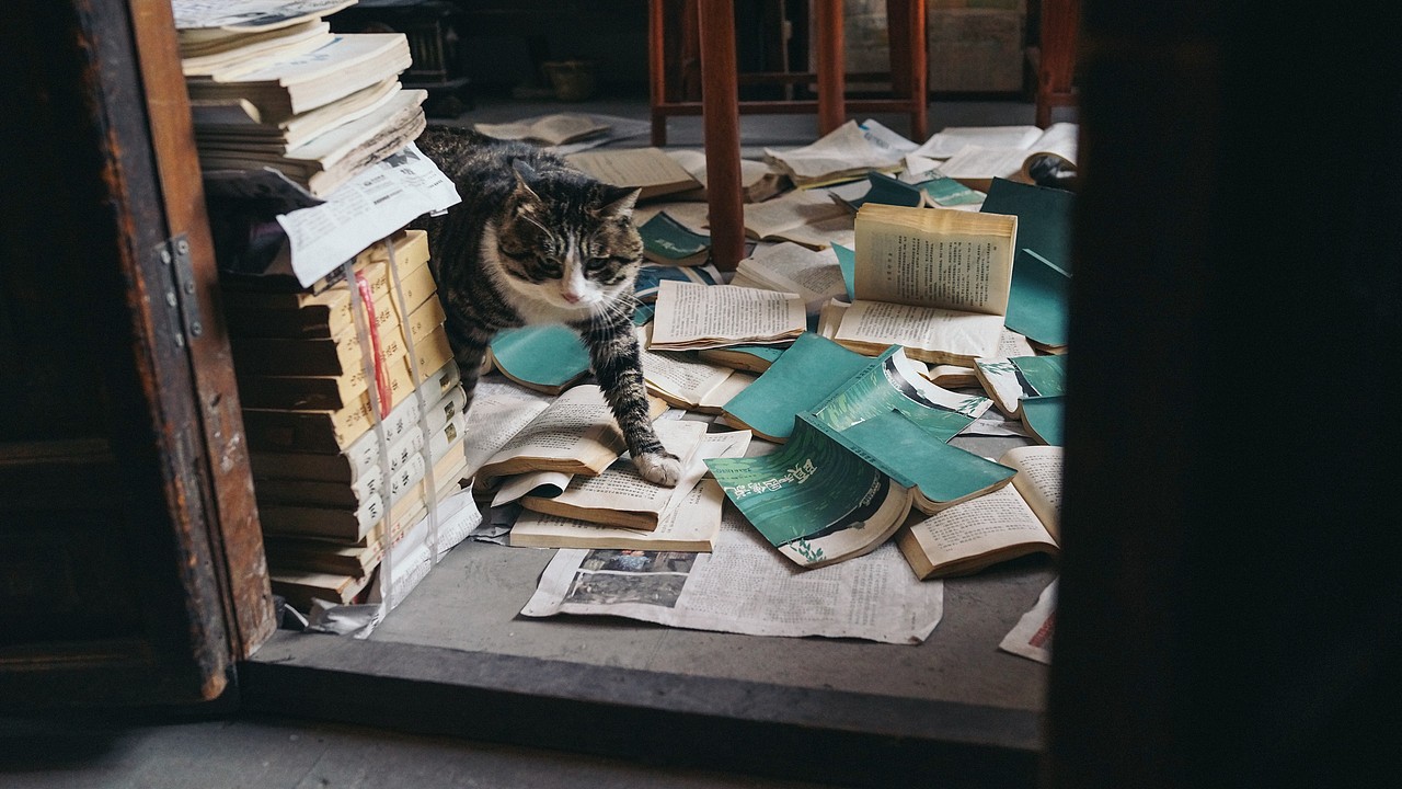 北京“正阳书局”喵老板和他的玩意儿们