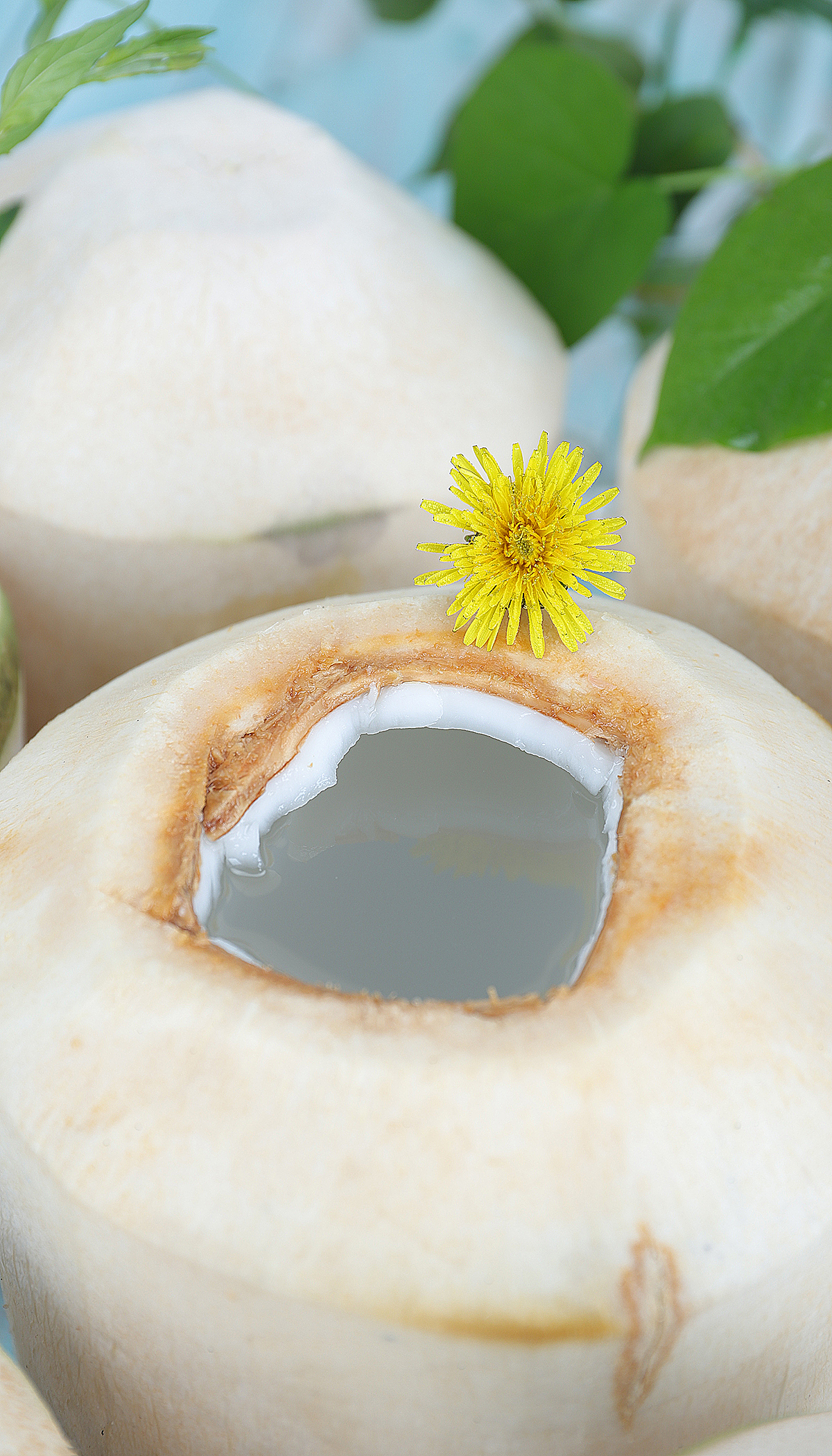 水果拍摄-海南椰青