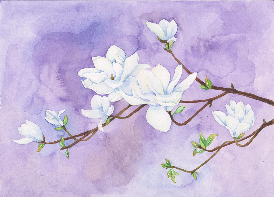 《二十四番花信风》水彩花卉绘画技法——望春篇