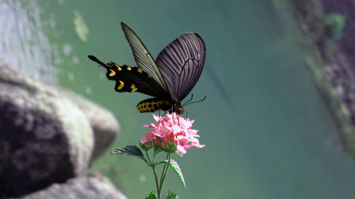 花丛蝶舞——手机摄影