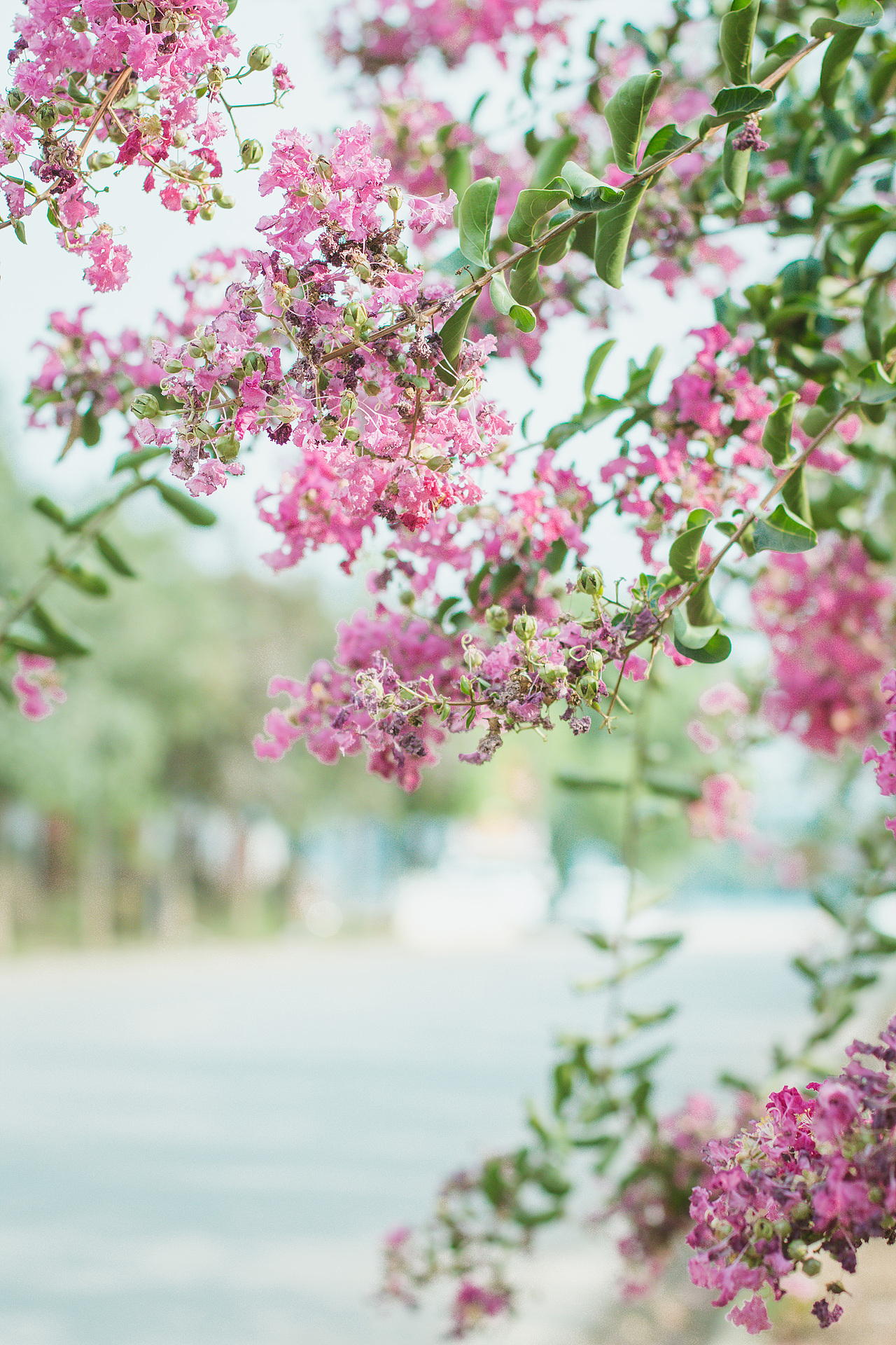 「鲜花小径」（图ZNjA3Mzc5NjA=） - 人像摄影 - 站酷设计师陈阿鱼原创素材 - 站酷ZCOOL