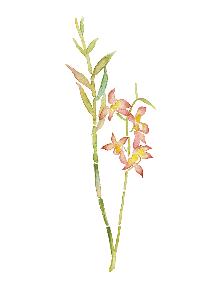 水彩 铁皮石斛 _jisuning-站酷zcool