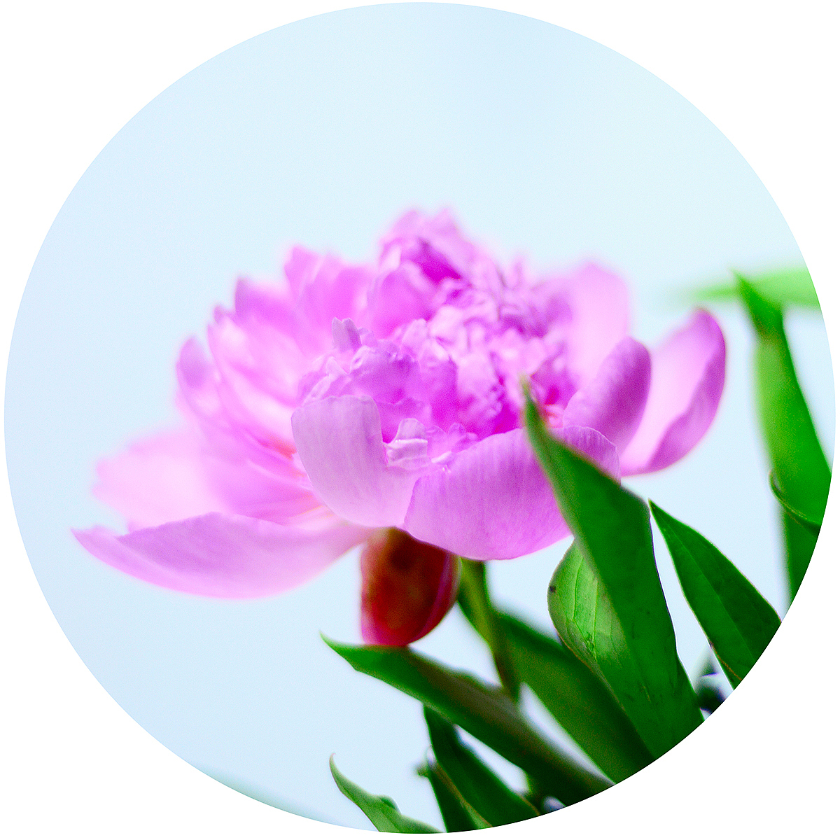 芍药（图ZNDE2OTI0MTI=） - 其他摄影 - 站酷设计师榮羽生RON原创素材 - 站酷ZCOOL