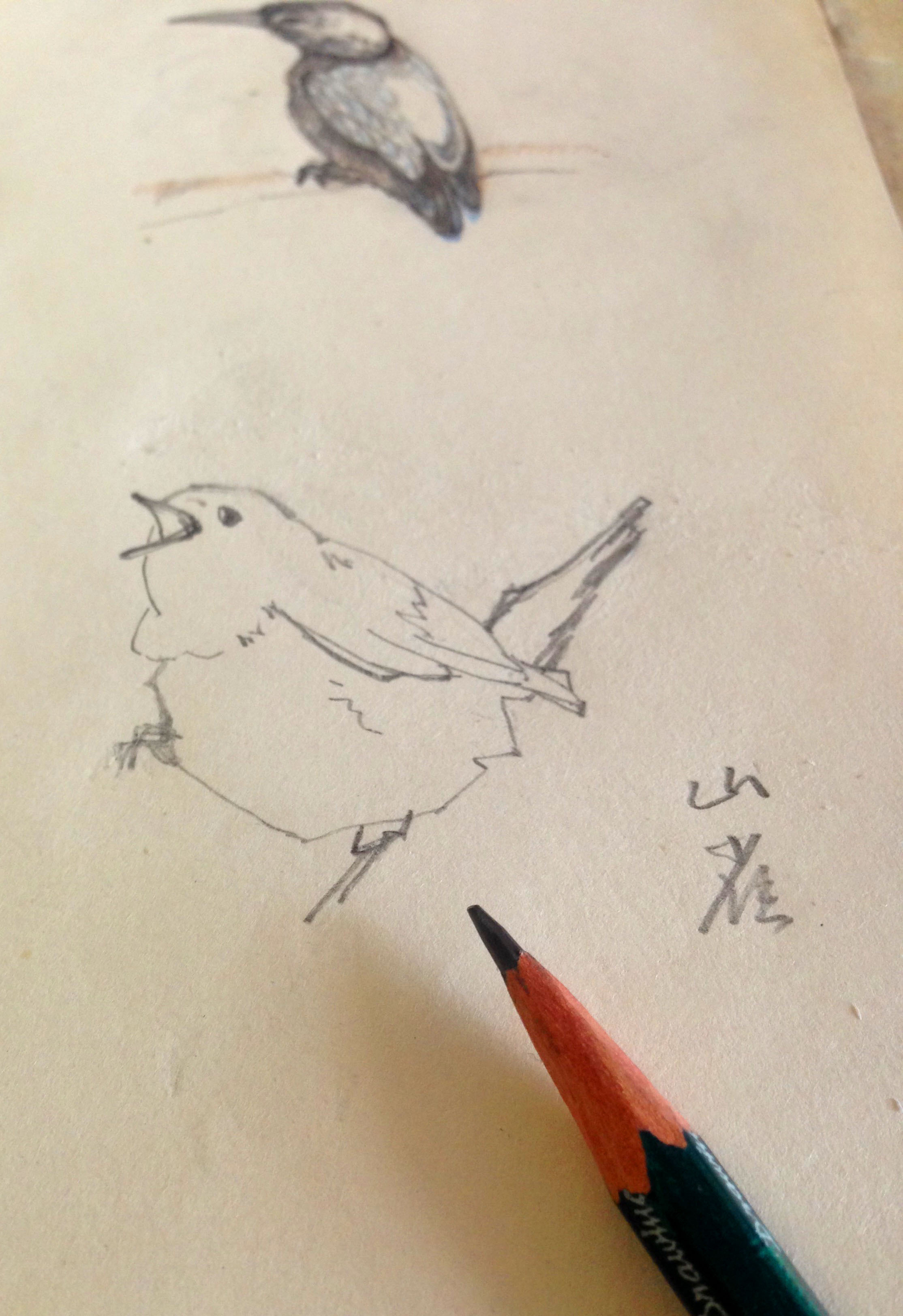 原创--飞禽彩铅画 素描淡彩