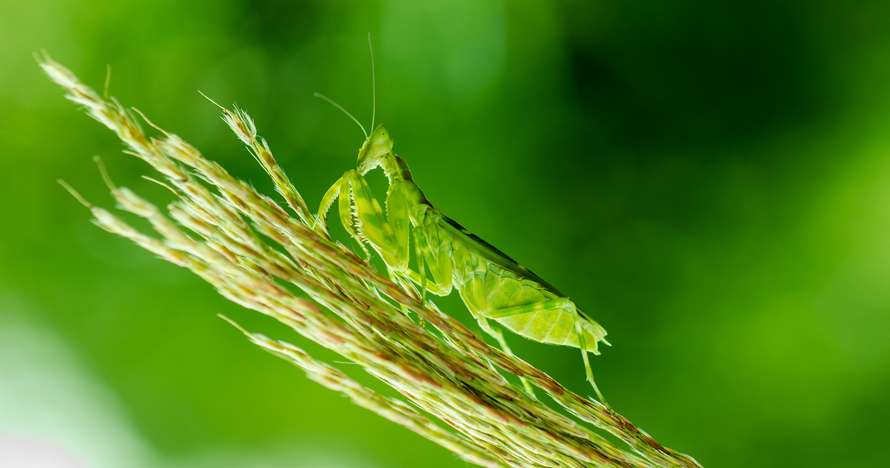 老蛙60mm拍螳螂,自然光
