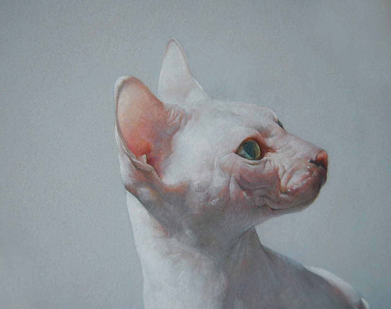 彩铅动物-无毛猫