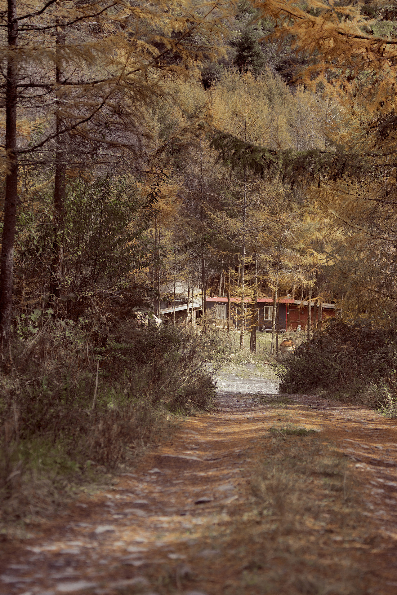 秋色松林湾（图ZMjc2NDg4NTQ0） - 风光摄影 - 站酷设计师冈拉梅朵原创素材 - 站酷ZCOOL