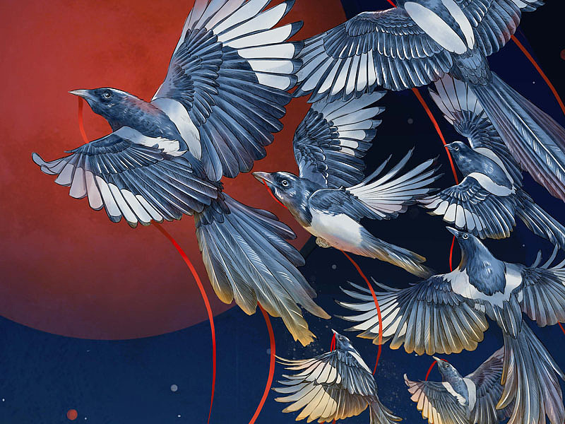 喜·鹊|插画|商业插画|半毫米 - 原创作品 - 站酷 (zcool)