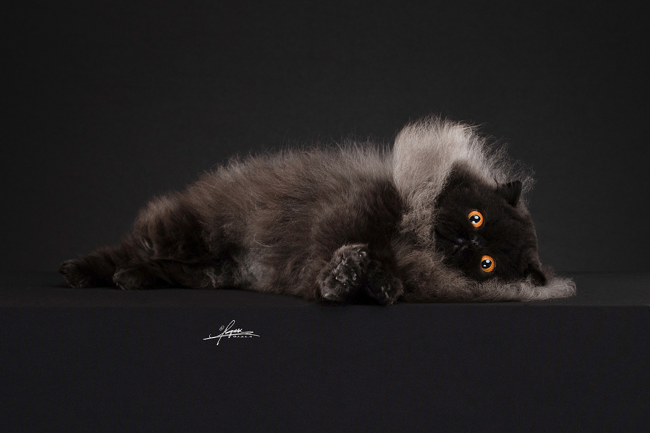 异国长毛猫（图ZMjcyODIwNjIw） - 宠物摄影 - 站酷设计师AMYWORKS赛猫摄影原创素材 - 站酷ZCOOL