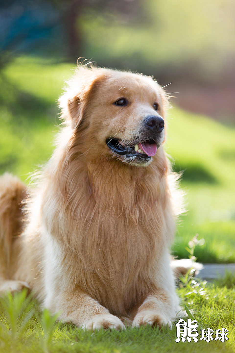 美丽温顺的暖男大金毛写真