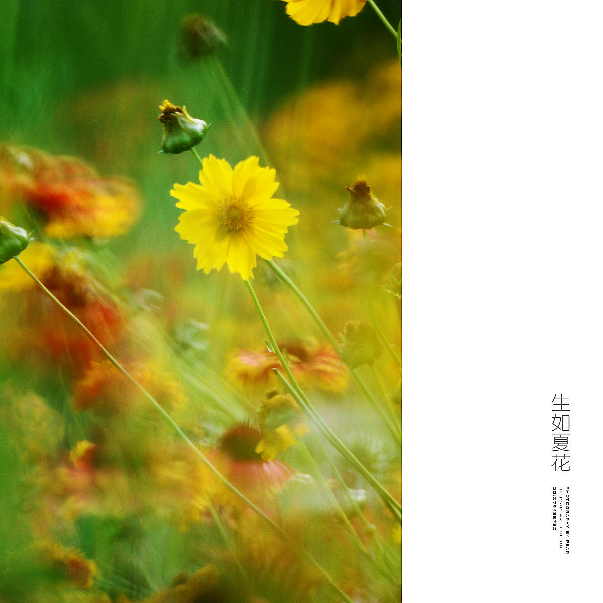 生如夏花（续）（图ZMTY1NTQ2NjQ=） - 风光摄影 - 站酷设计师pear1103原创素材 - 站酷ZCOOL
