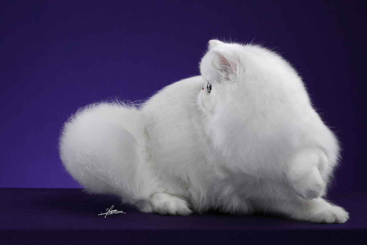 异国长毛猫-AMYWORKS探须视觉