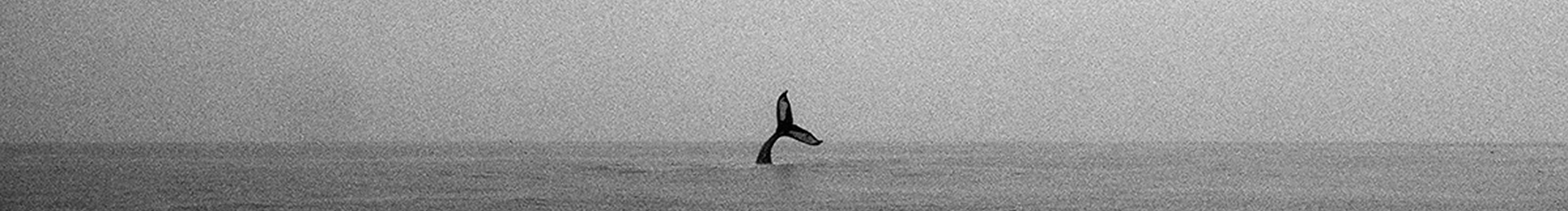 野馬也即塵埃的個(gè)人主頁（封面預(yù)覽） - 主頁封面設(shè)置 - 站酷設(shè)計(jì)師野馬也即塵埃原創(chuàng)素材 - 站酷ZCOOL