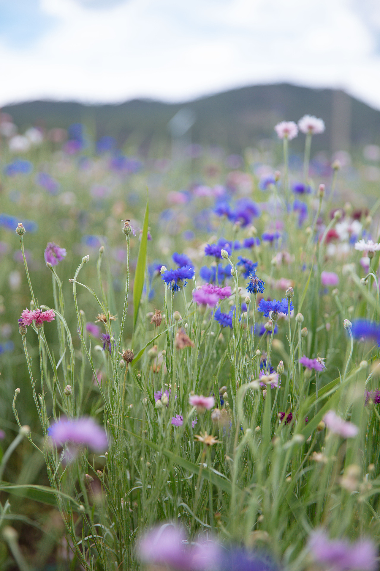 花店不开了，花继续开（图ZMjYwNDM2MTM2） - 人像摄影 - 站酷设计师深小森原创素材 - 站酷ZCOOL