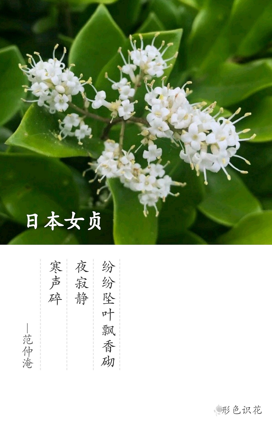 绿植花型一览