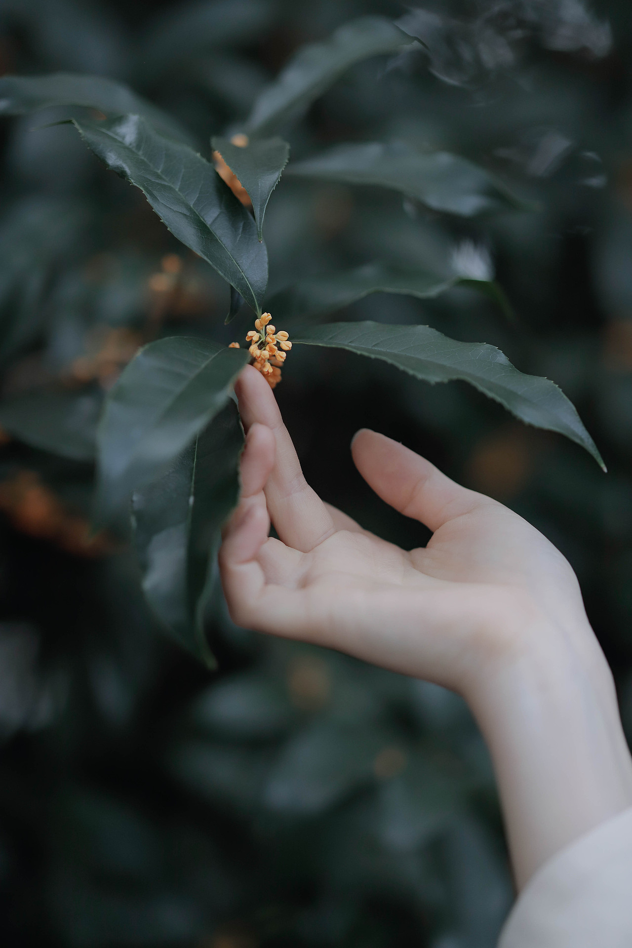 月出皎兮,佼人僚兮。