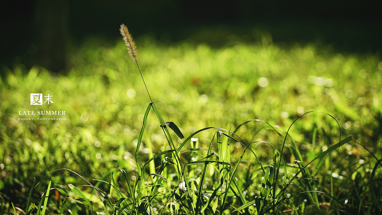 夏末秋初，荷塘印象（图ZODgwMzY2MDA=） - 风光摄影 - 站酷设计师sunday00love原创素材 - 站酷ZCOOL