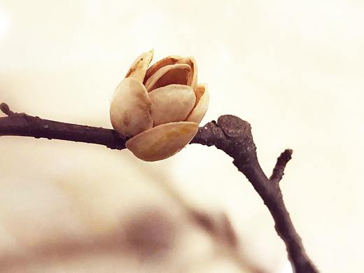 花酱啦啦-手工花