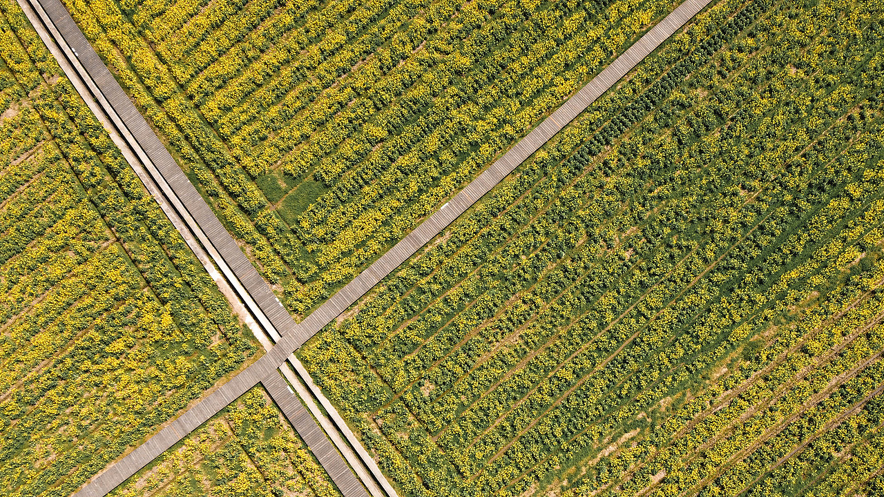 到处都是油菜花（图ZMjAwMDcwMTUy） - 风光摄影 - 站酷设计师默明原创素材 - 站酷ZCOOL