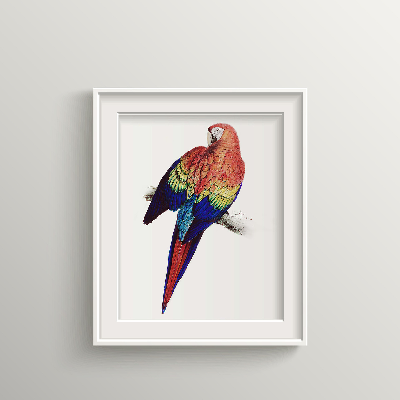 《五彩金刚鹦鹉》