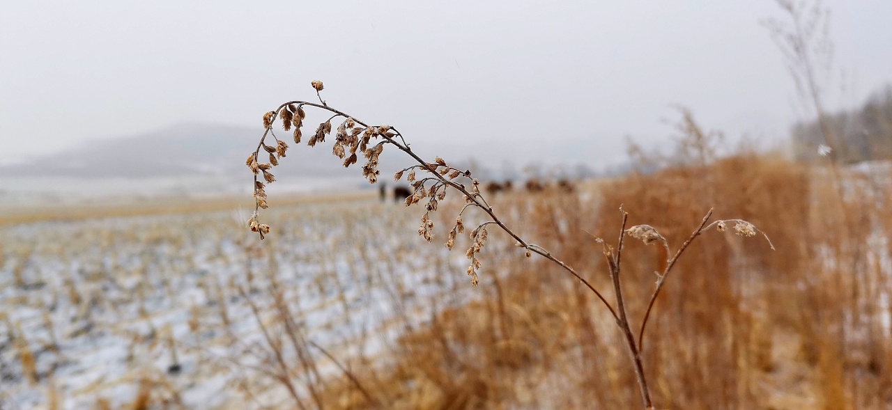 雪景六瓣霜花