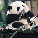 是几星等呀的头像