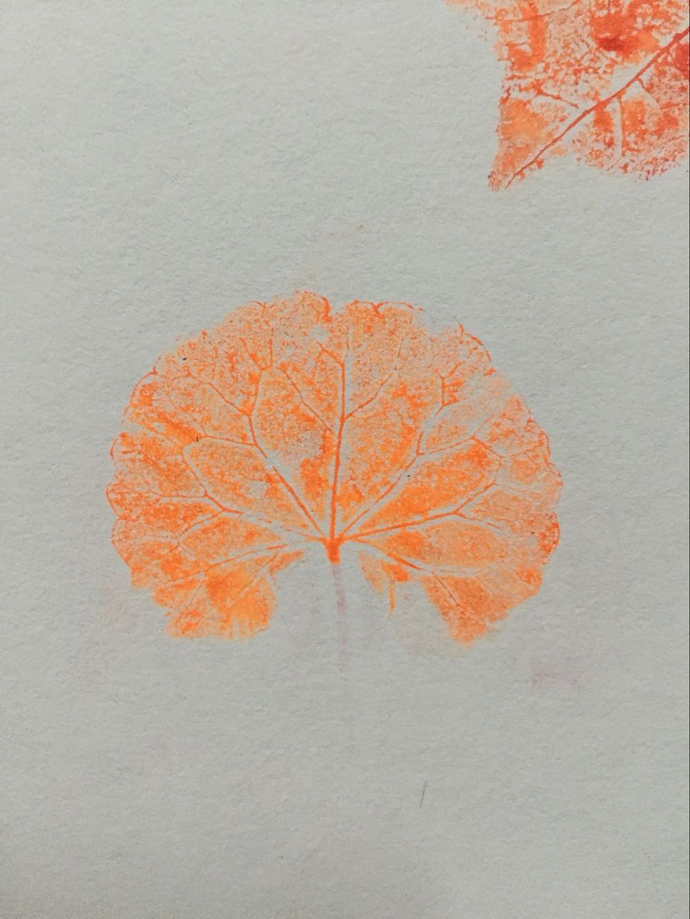 树叶肌理