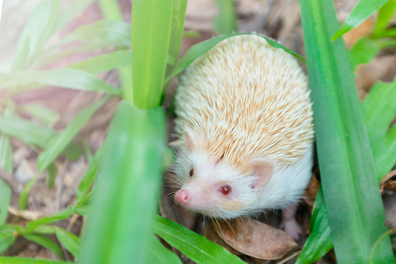 宠物刺猬