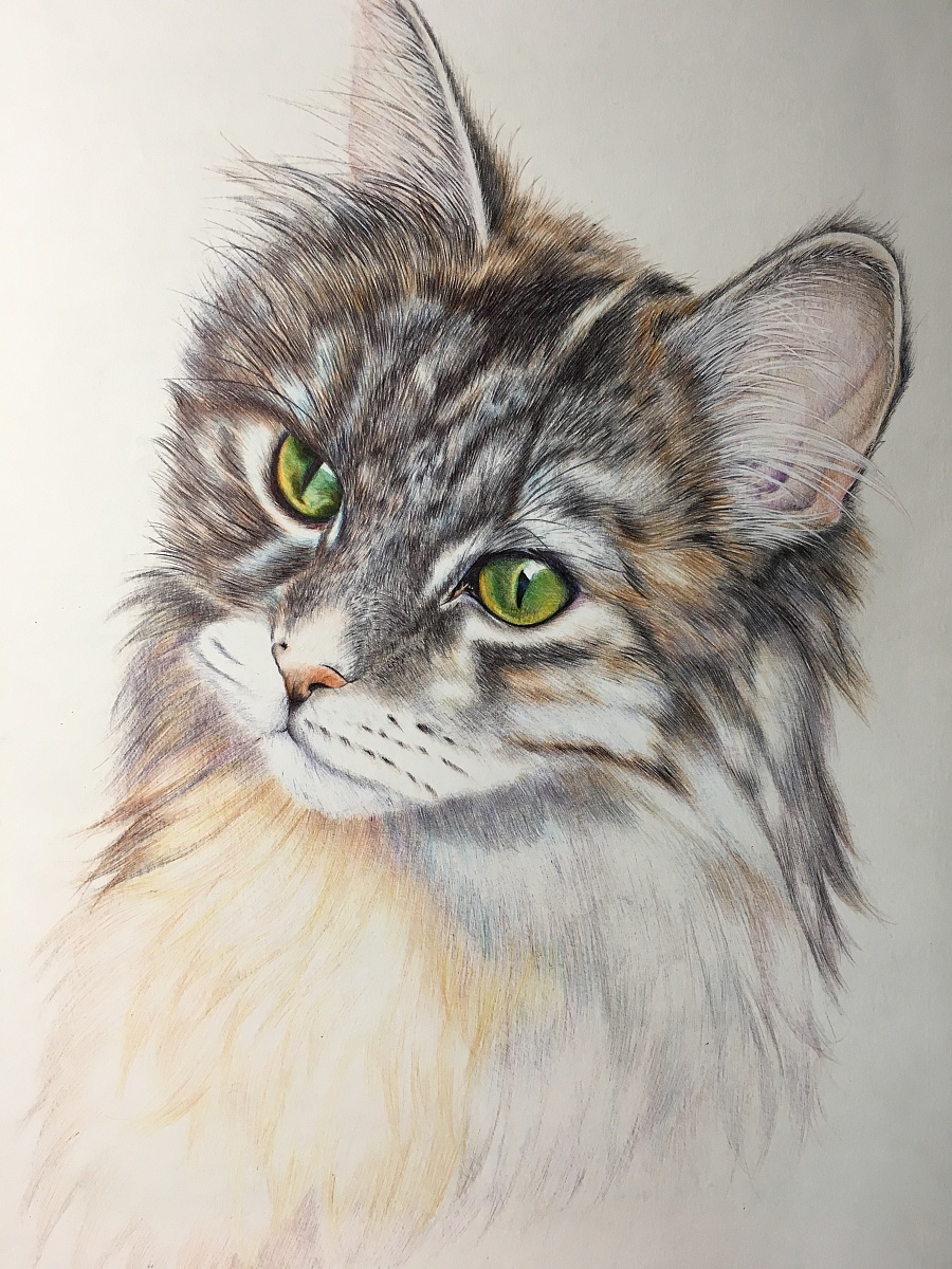 原创作品:彩色圆珠笔画