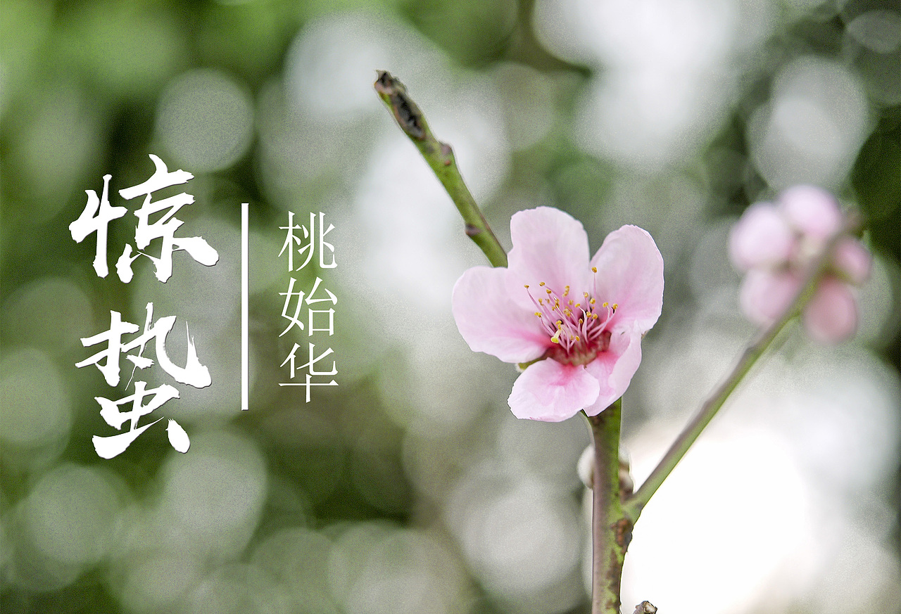 惊蛰桃始华