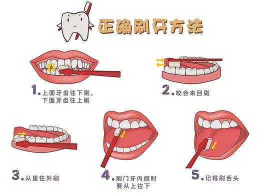 正确的刷牙方式（个人主页-ZNDAzMjAyMDQ=） - 创作习作 - 站酷设计师刘玉美口腔插画原创素材 - 站酷ZCOOL