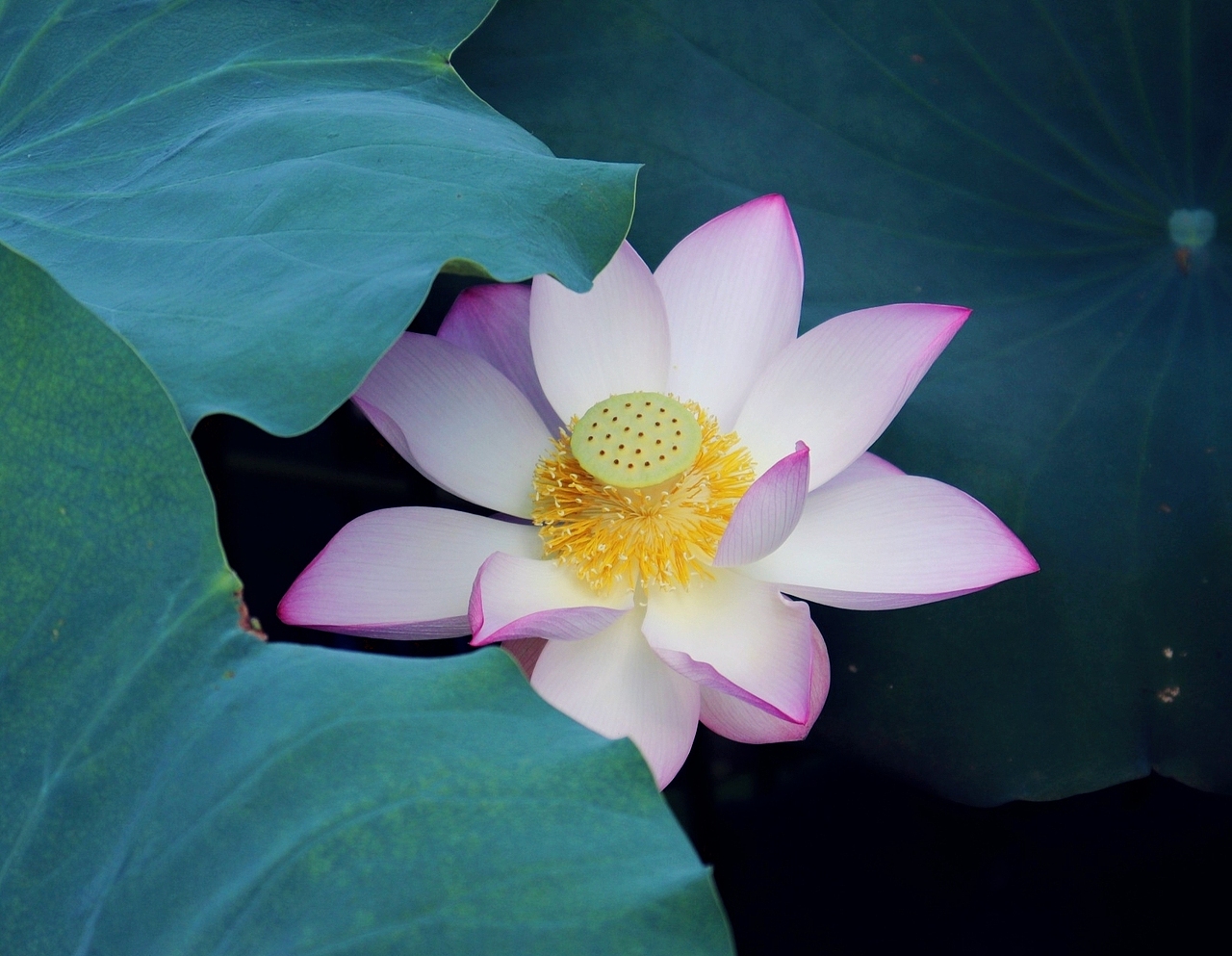 荷花拍摄（图ZMjUxNjI2NTE2） - 风光摄影 - 站酷设计师D邓婕原创素材 - 站酷ZCOOL