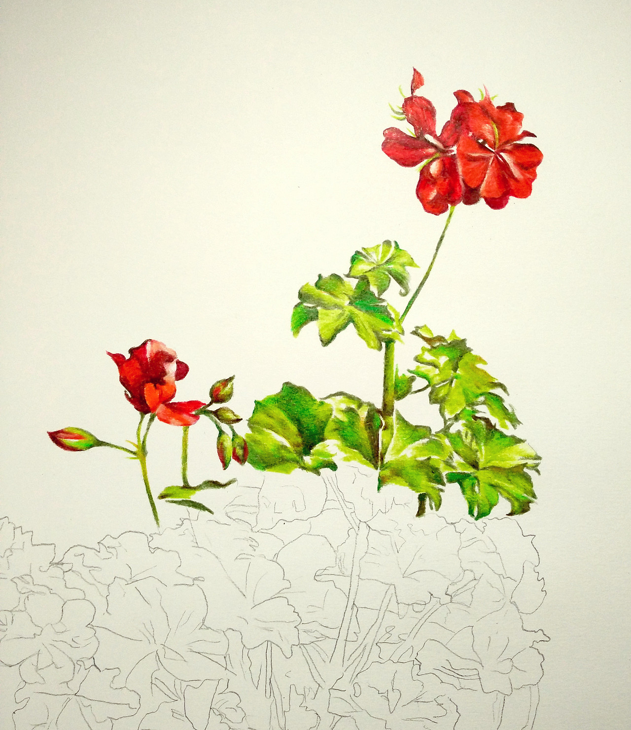 彩铅写实装饰画盆栽花