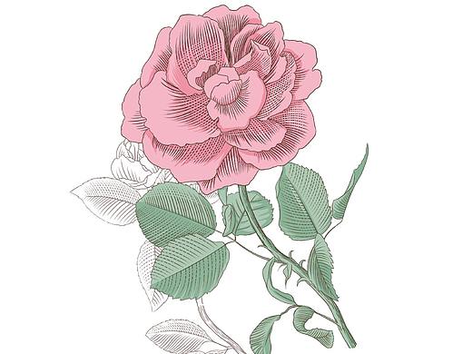 植物包装插画