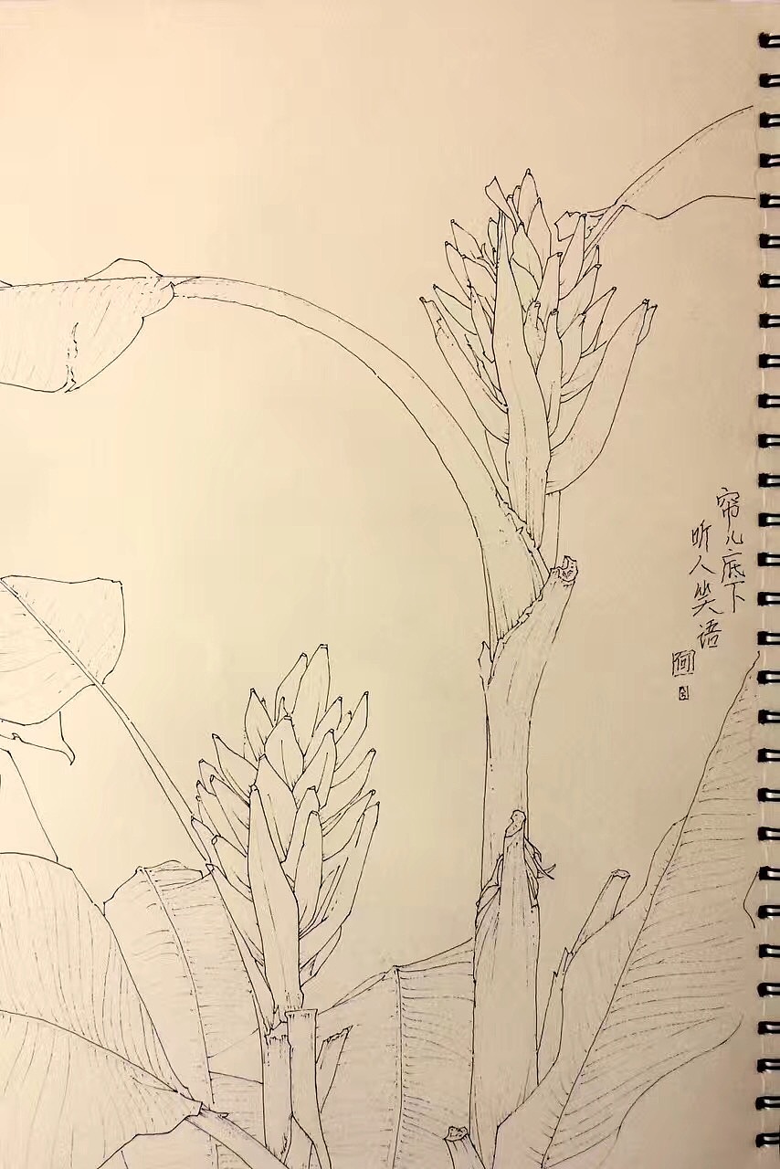 植物写生（图ZMTM1OTA5MDU2） - 绘画 - 站酷设计师ixixeh原创素材 - 站酷ZCOOL