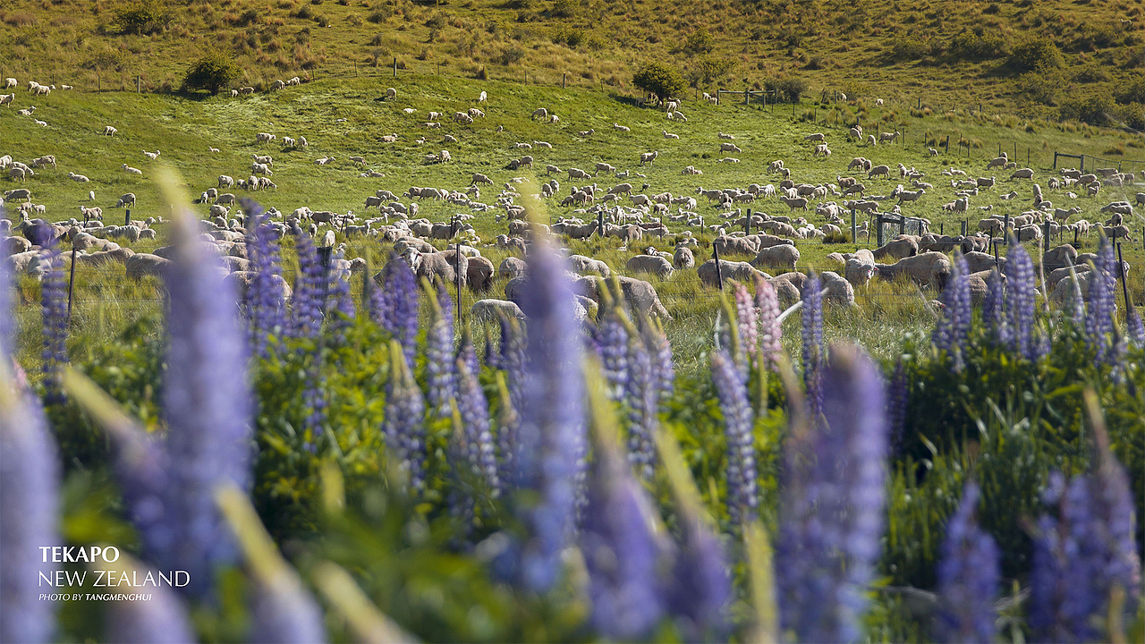 我眼中的新西兰（图ZMTkwOTIwNTA0） - 风光摄影 - 站酷设计师汤梦辉原创素材 - 站酷ZCOOL