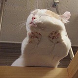 Amaaoo的头像