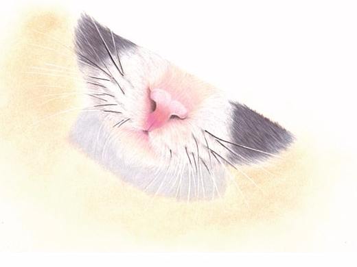 教你画猫咪第二弹~（个人主页-ZOTEwNDk2） - 插画 - 站酷设计师猫久原创素材 - 站酷ZCOOL